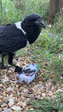 A Present for our Crow!