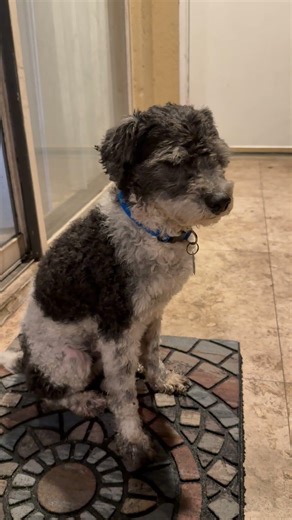 Video of adoptable pet named Hypoallergenic mini poodle boy Cash