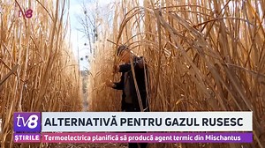 302K views · 4.5K reactions | Chișinăul ar putea fi încălzit cu... o plantă de origine japoneză. Nu este o glumă, ci o alternativă pentru gazul și păcura folosite de Termoelectrica în procesul de producere a căldurii. Cel mai mare producător de agent termic din Capitală are în vedere plantarea a sute de hectare de Mischantus, o plantă ce seamănă mult cu stuful, dar cu un enorm potențial energetic, arată experiența mai multor țări din Occident. | TV8.MD | Facebook