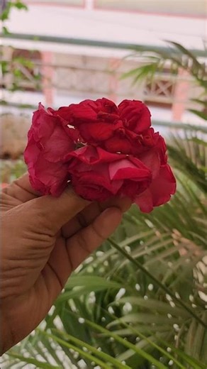 Go with: “How to preserve rose petals for resin art 🌹 | Easy DIY” #shorts