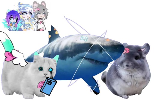 Adorable Chinchilla and Shark Compilation