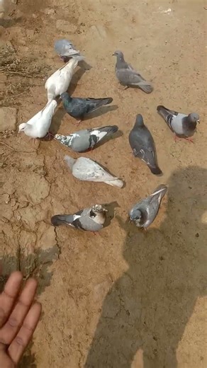 pigeons free adoption 🥳🦜|| #pigons #pigeonlover #freeadoption #freebirds #trendingshorts #fyp