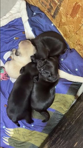 Pug Puppies 🐶 Calm, Cute & Relaxing (HD)