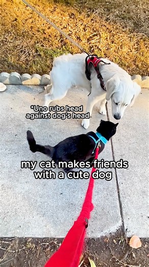 188K views · 3.7K reactions | Uno loves getting attention (AND making friends ) #cat #blackcat #catonaleash #funnycat #cutecat | One eared uno | Facebook