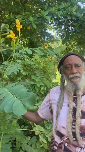 1.3M views · 53K reactions | EMPEROR’S CANDLESTICK (SENNA ALATA) -...