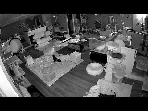 Feline Felons Cat Cafe Live Stream
