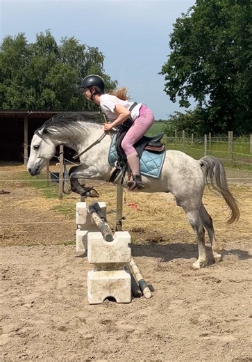 Bridleless Jumping with Rollo: A First Time Experience