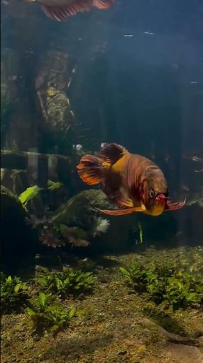 “Creating a Lush Forest & River Habitat for Asian Arowana: Stunning Tank Setup!”