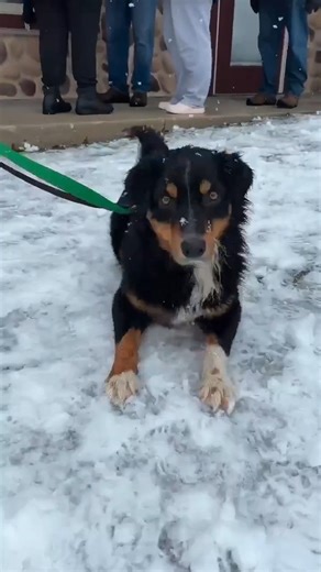 ✨🐾 Ready, set, GO — 2026 is officially underway! 🐾✨ We kicked off the new year in the best way possible: our first transport of 2026 brought 37 amazing dogs from our rescue partners in Texas all the way to fosters and adopters in Grafton, Wisconsin. A true new beginning for so many deserving pups! Even with snow falling in Wisconsin, many of our southern pups experienced snow for the very first time — and let’s just say… they were big fans ❄️🐶 This life-saving work would not be possible witho