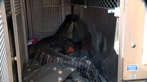 7-foot pet alligator removed in Missouri man's home