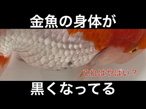 金魚が黒くなるのはなぜ？黒斑病や黒ソブの症状、原因、治療方法を解説します