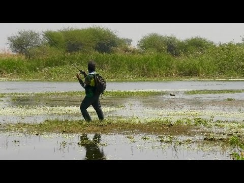 how to catch snakehead fish with frog || KAAL FISHER