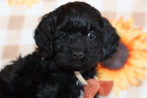 Jenson - Cockapoo Puppy C1CD2B
