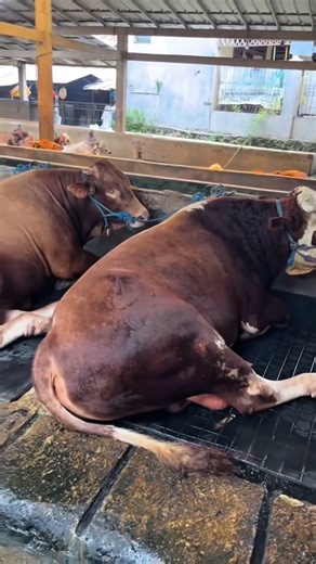 Sapi Simental #sapi #sapisimental