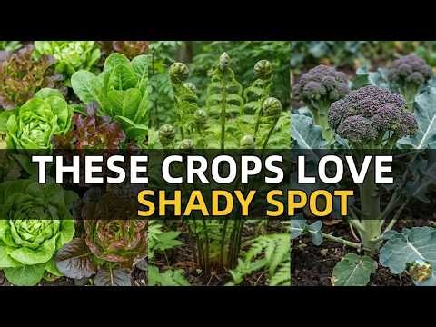 20 CROPS THAT LOVE YOUR SHADY YARD (MOST GARDENERS IGNORE THESE)