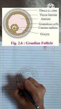 MH Class 12th Biology chpater no.2 Fig.2.6 : Graafian Follicle | ReproductionInLowerAndHigherAnimals