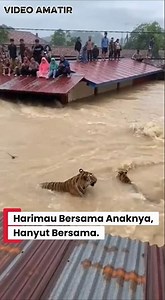 Mau nolongin, tapi takut #harimau #banjir