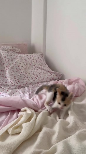 Adorable Crazy Kitten Moments on TikTok