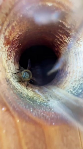 The Buzz on Killer Bees: Beekeeper's Perspective