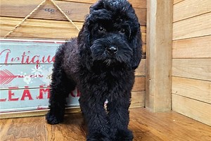 Issac - Cockapoo Puppy 83988D