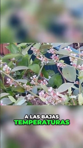 Todo sobre el Cultivo de Arándanos: Climas y Temperaturas