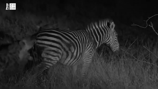 39K views · 194 reactions | Hyeny jsou nelítostnými lovci. Podívejte se, jak se vrhnou na zebru → bit.ly/hyeny_zebra Dokument Levhart a hyena: Nečekaní spojenci najdete online na webu Prina ZOOM | Prima ZOOM | Facebook