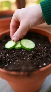 9 Innovative Cucumber Trellis Concepts to Elevate Your Harvest to New Heights | Nature's Tricks & Tips