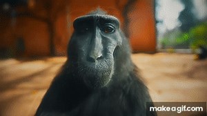 MOONLIGHT 🌕| The BEST Monkey RIZZ Edit You'll EVER See  (4K) on Make a GIF