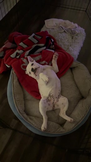 sometimes we don’t wanna get up and start our day… but we try(ish)! #bulldog #lazypuppy 🥰🥹