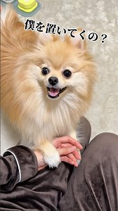 また僕だけお留守番？