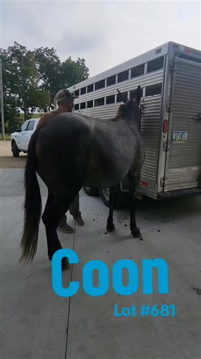 LOT 681 - Coon - 5 year old Grey John Mule. out of a Tennessee Walking mare. He has a nice handle and goes anywhere you point him. He's been used to work cattle, and he knows how to get around rough country. He clips, bathes, loads, and stands for the farrier. He sells Friday Sept 12th Sedalia MO https://boonecountydrafthorseandmules.com/ | Boone County Draft Horse and Mule Sale