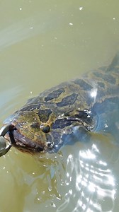 3.1K views · 235 reactions | Snakehead have some of the strangest behaviors I’ve ever seen at times  #snakehead #freshwaterfishing #bassfishing #fishing | ChaCha Fishing | Facebook