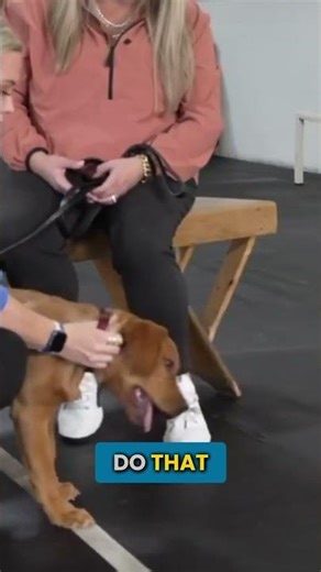 How To Hold Your Puppy to Avoid Getting Bit