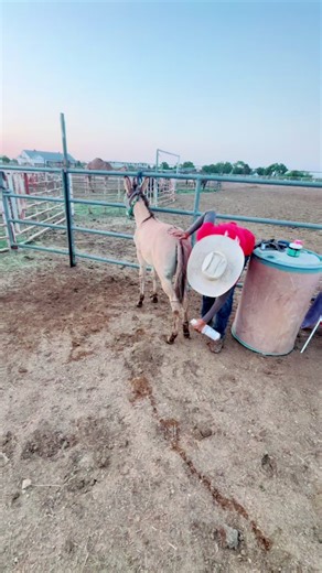 JD muleskinner on TikTok