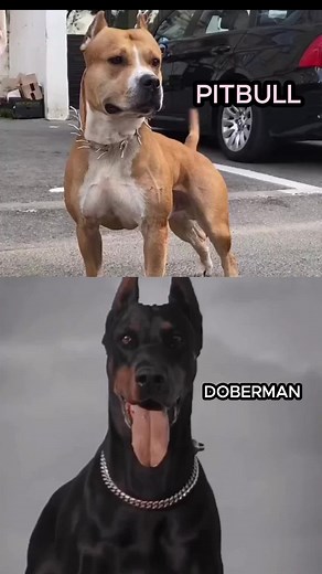Doberman vs Pitbull: The Ultimate Showdown