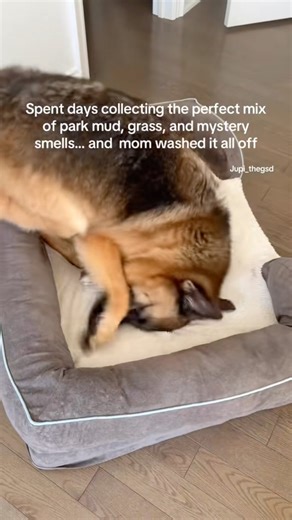 Jupi’s post-bath tantrum#jupi_thegsd #germanshepherd #gsds #torontodogs #shorts