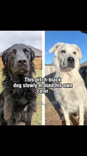 The Dog Who Hit the "Invert Colors" Button