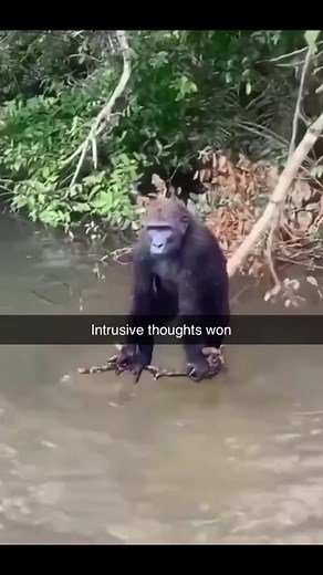 monkey c monkey do🫡#fyp #funnyvideo #funny