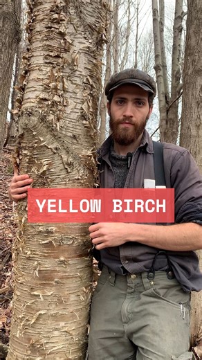 5.6K views · 2.4K reactions | Here, we look at yellow birch (Betula alleghaniensis), one of the most important members of the Northern hardwood forest. Along with American beech (Fagus grandifolia) and sugar maple (Acer saccharum), it forms the climax of this forest type. . #tree #trees #plant #plants #botany #garden #gardening #Forest #forestry #arborist #dendrology #horticulture | Levitreeschool | Facebook