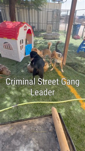 6.5K views · 200 reactions | “Mama I’m in love with a crim-animal”  Who’s your favorite pup that doesn’t abide by paw & order?  All featured pups are available for adoption, foster, and rescue!  Adoption fees are waived now through October 15th thanks to Cathy Bissell & BISSELL Pet Foundation for #emptytheshelters ❤️ | Pinal County Animal Care and Control | Facebook