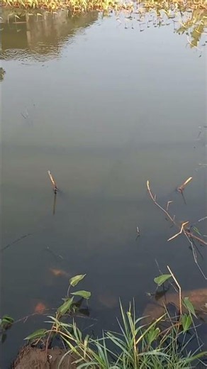 Small spot, abundant sepat and wader fish
