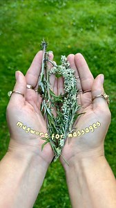 Mugwort usually makes an appearance on my page as an ingredient! 🌱✨ But did you know you can use it externally too? It makes a beautiful massage oil, perfect for easing tight shoulders, calming restless legs, or rubbing into feet after a long walk. 🙏 it’s my GO-TO herb for tight muscles! To make your own: ✨ dry a few sprigs of mugwort (enough to fit a jam jar when loosely packed) ✨ Fill a clean jar with the herb and cover with oil (jojoba or sweet almond are ideal) ✨ Leave to infuse out of dir
