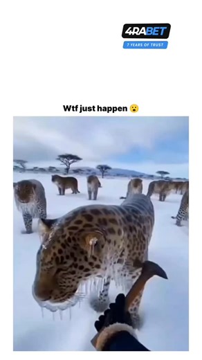 Heart___spire on Instagram: "🇯🇵✨ 日本では、圧電タイルを使って人々の足跡を電気工 ネルギーに変換しています。 これらのタイルは、あなたの足から生まれる運動工 ネルギーを捉えます。 1歩くたびに、体重と動きがタイルに圧力をかけ、 わずかに曲がります。その際に生じる機械的な応力を、内部の圧電材料が電気に変換します。 チー歩ごとに少量の電荷が発生し、何百万もの足跡 が組み合わさることで、LEDライト、ディスプレ イ、センサーを動かすのに十分な電力が生まれま す。 渋谷駅のような人が多い場所では、毎日およそ240 万歩がこのシステムに貢献しています。 この電力は蓄電や即時利用が可能で、 従来の電力への依存を減らし、持続可能な都市イン フラを支えています。 ▫️日常の動きを実用的な再生可能エネルギーに変え る革新的な方法です。 #日本 #知識 #事実 #知ってた #おすすめテクノロジーイノベーション 歴史 技術実験 人気 Sustainable FutureEnergy"