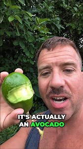 Unripe Avocado Adventure: Taste Test Gone Wrong!