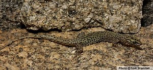 Arizona night lizard - Alchetron, The Free Social Encyclopedia
