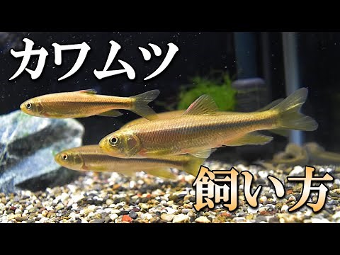 カワムツの飼い方！餌やり・水換え方法と捕まえてから水槽に入れる手順