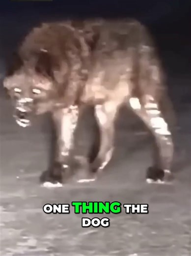 Top 5 Dogs That Can Defend You From a Wolf 🐺 Wolves are apex predators — fast, intelligent, and fearless. But some dogs were never meant to run. These five guardian breeds were shaped by harsh land, real danger, and centuries of protecting people and livestock from wolves. Built with power, confidence, and instinct, they don’t chase threats — they stop them. This isn’t about aggression. It’s about loyalty, protection, and standing between danger and family. Which one would you trust at your sid