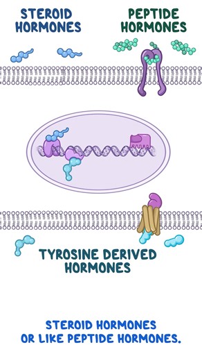 Osmosis from Elsevier on Instagram: "The endocrine system comprises all endocrine organs, which produce various hormones in the body. Hormones are like chemical messengers, which travel in the blood to arrive at their receptors, where they initiate action. Watch the full video to learn more about the functions of the pituitary gland, thyroid, pancreas, and other endocrine system organs on http://spkl.io/6178AXo46!"