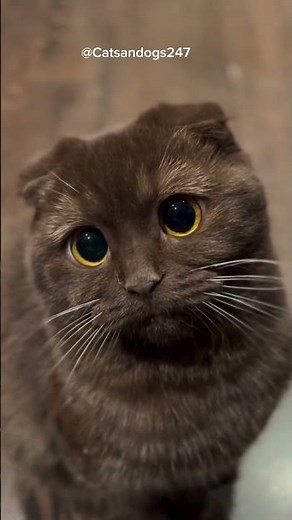 Uwu cute cats vol.2