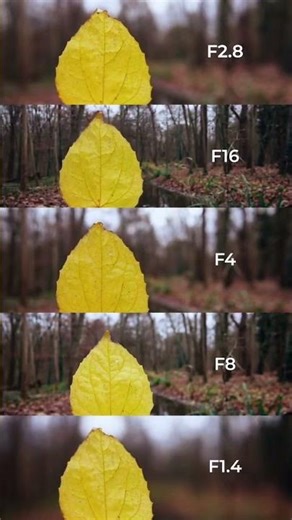 “What is Aperture? Easy Explanation for Beginners” #shorts #treanding